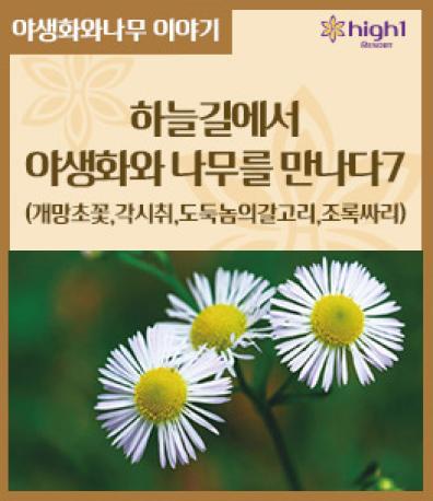 하늘길에서 야생화와 나무를 만나다7(게망초꽃, 각시취, 도둑놈의갈고리, 조록싸리) 이미지